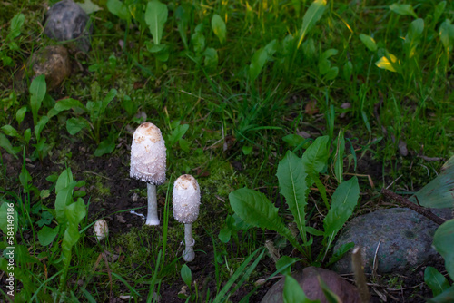 Mushroom white dung, a genus of dung of the champignon family. The dung mushroom grew in the summer in the forest. photo