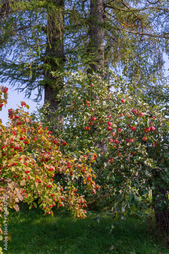 Delicious ripe varietal apples are ripe on the garden plot. Fruit.