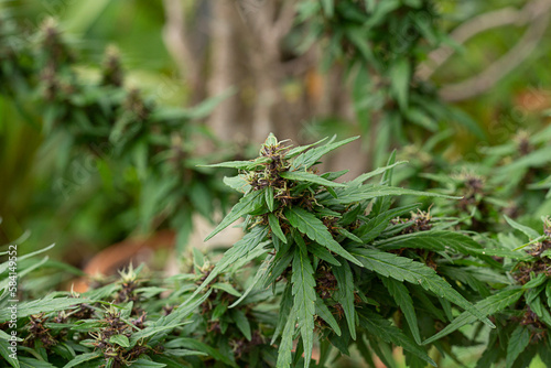 Flower bud of cannabis. marijuana flower bud background.