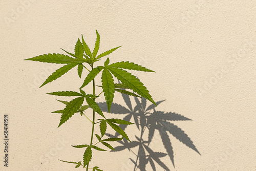 Closeup nature view of Marijuana plant green leaf medical use For education with sunlight. Natural green plants