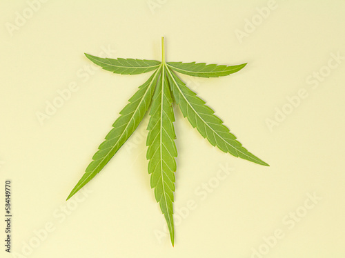 Cannabis leaf photographed on the back of the leaf, veins, pattern