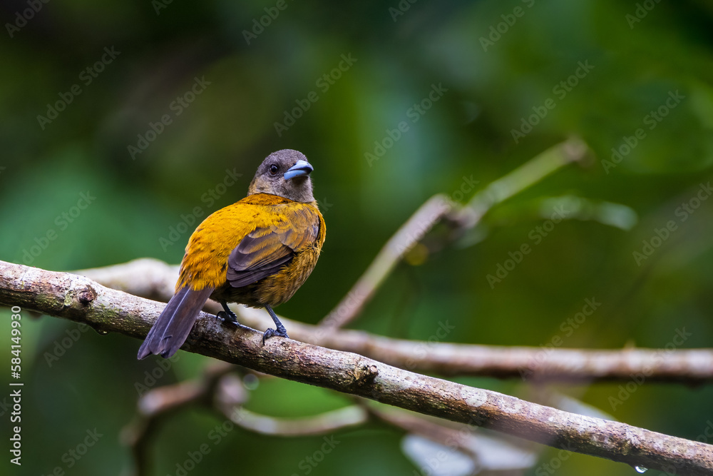 Scarlet Rumped Tanager