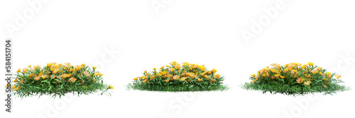 Flower common marigold on transparent background.3d rendering PNG Set