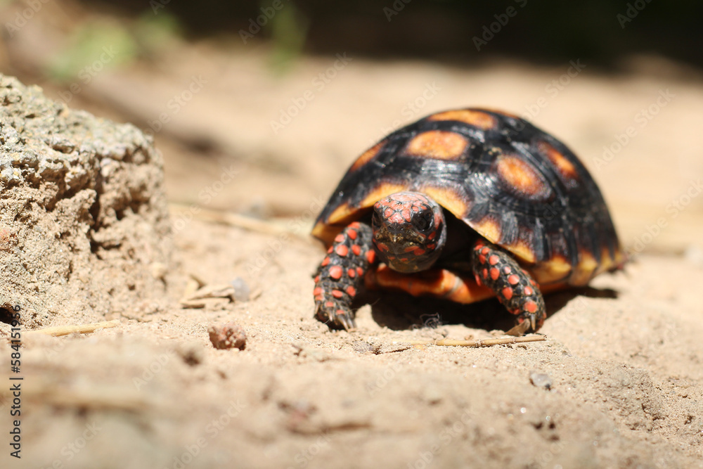 Cute small baby Red-foot Tortoise in the nature,The red-footed tortoise (Chelonoidis carbonarius) is a species of tortoise from northern South America Cute small baby Red-foot Tortoise in the nature,The red-footed tortoise (Chelonoidis carbonarius) is a species of tortoise from northern South America