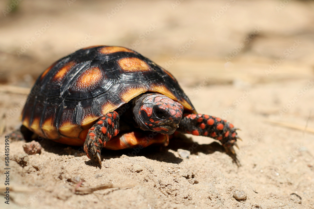 Obraz premium Cute small baby Red-foot Tortoise in the nature,The red-footed tortoise (Chelonoidis carbonarius) is a species of tortoise from northern South America