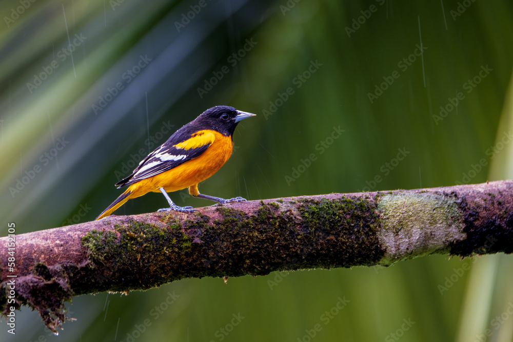 Fototapeta premium Baltimore Oriole