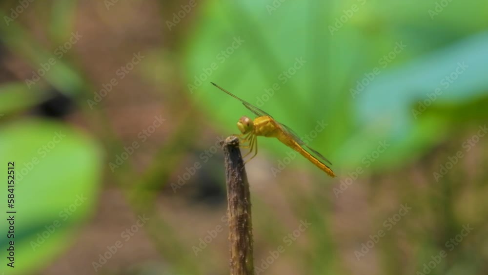 Close up shot of yellow dragonfly perched on a rice stem, The dragonfly is silent and doesn't move on a sunny day. Close up shot of yellow dragonfly perched on a rice stem, The dragonfly is silent and doesn't move on a sunny day.