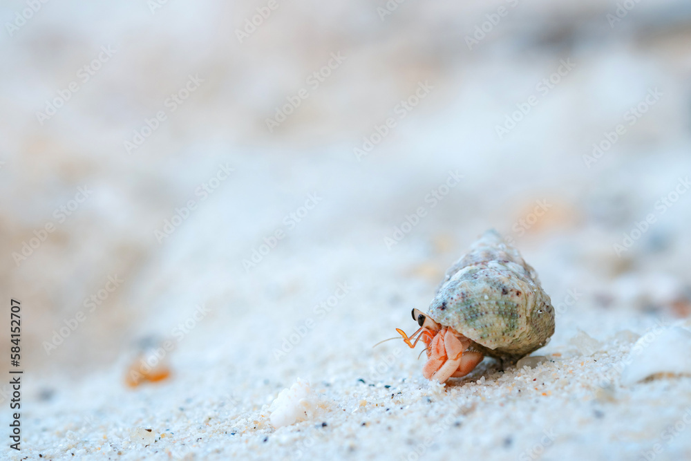 Small hermit crab on sandy beach background with cute bright colors. Copy space.