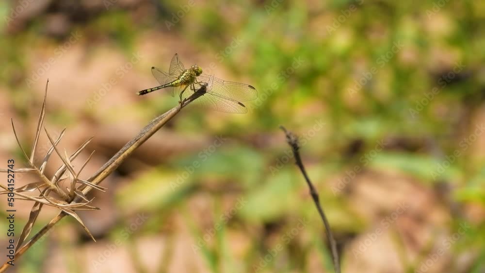 Close up shot of yellow black dragonfly perched on a rice stem, The dragonfly is silent and doesn't move daytime on a blurred background. Close up shot of yellow black dragonfly perched on a rice stem, The dragonfly is silent and doesn't move daytime on a blurred background.