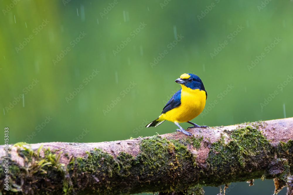 Fototapeta premium Yellow Throated Euphonia