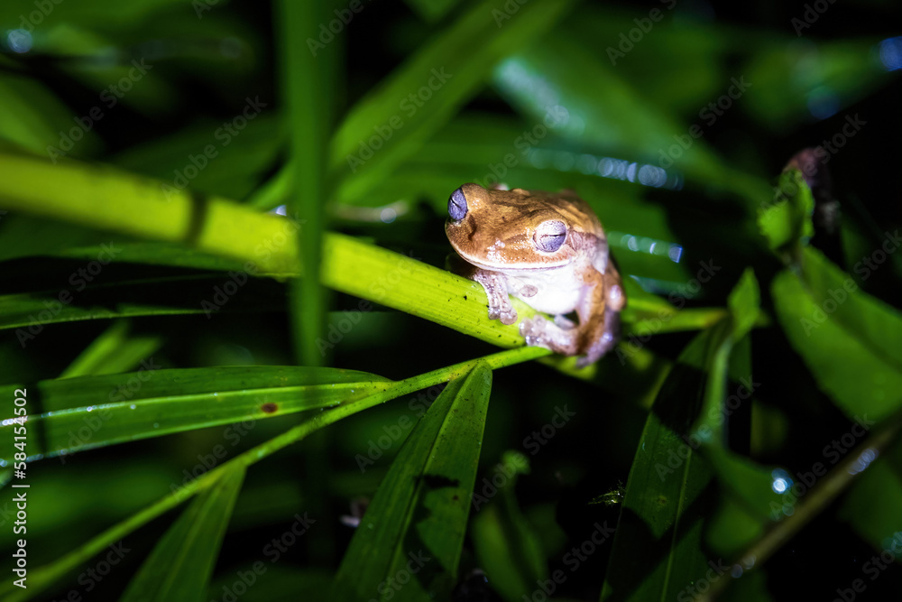 Obraz premium frog on a leaf