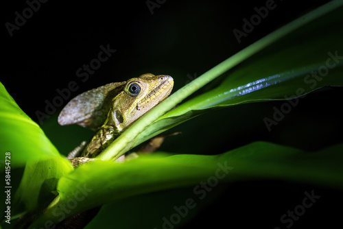 lizard on a leaf photo