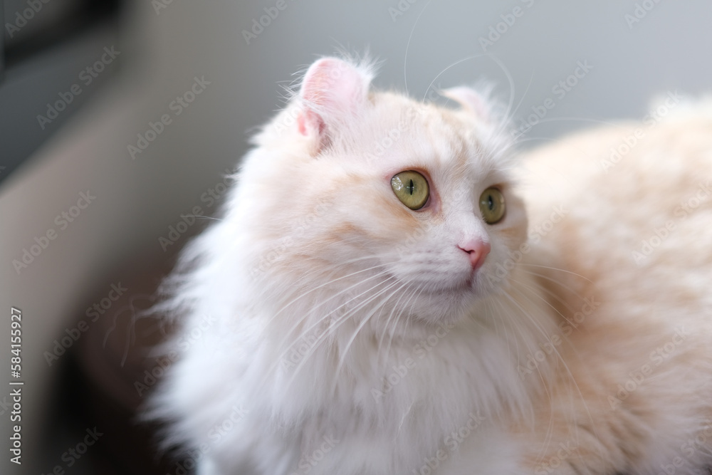A cream colored American Curl cat is lying on the table and looking out of the house.