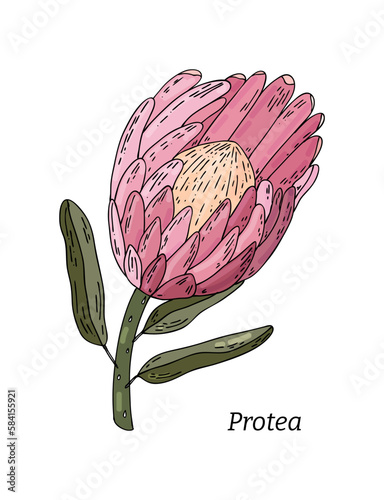 Realistic hand drawn vector illustration of unopened prothea flower bud. Tropical king flower protea in bloom. 
