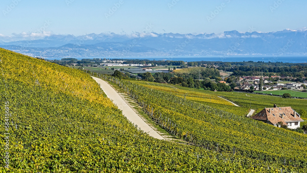 Matin d'automne dans les vignobles du Lavaux en Suisse 