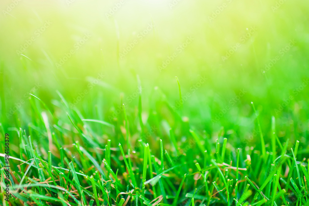 Grass Abstract Natural Backgrounds with Sunny Light