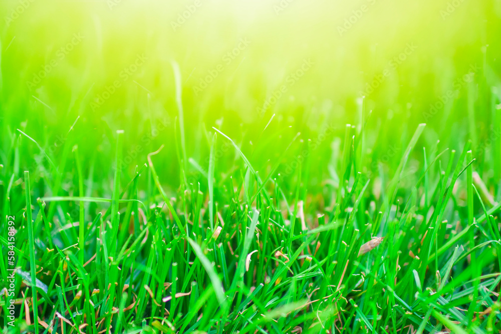 Obraz premium Grass Abstract Natural Backgrounds with Sunny Beauty Bokeh