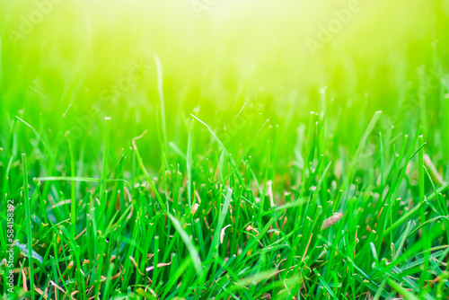 Grass Abstract Natural Backgrounds with Sunny Beauty Bokeh