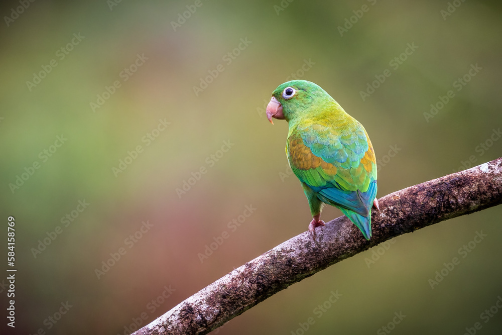 Orange Cheeked Parakeet Bird