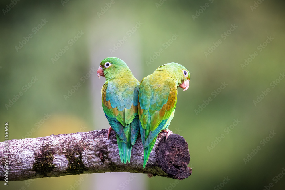 Fototapeta premium Orange Cheeked Parakeet Bird