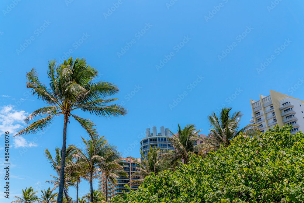 Fototapeta premium Coconut trees and plants partially covering the facade of buildings in Miami, Florida. There are buildings with balconies at the background in low angle view under the blue skies.