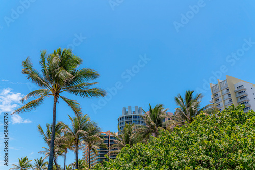 Coconut trees and plants partially covering the facade of buildings in Miami  Florida. There are buildings with balconies at the background in low angle view under the blue skies.