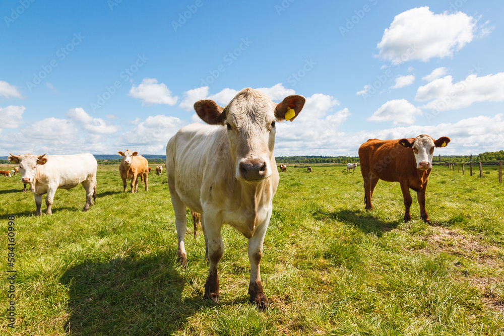 Cattle on a grass meadow looking at camera