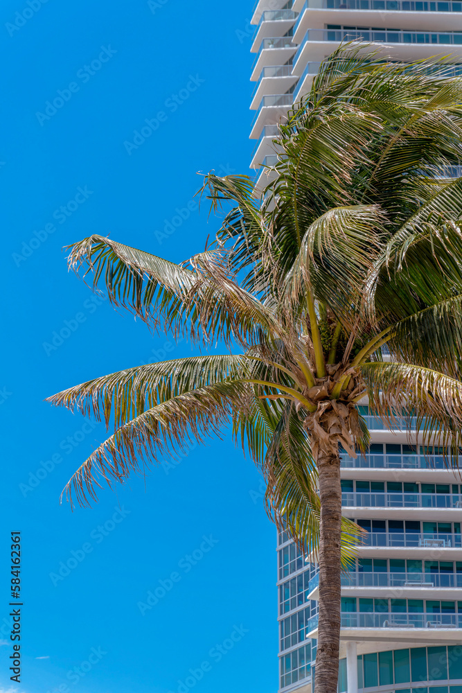 Fototapeta premium Coconut tree outside the modern glass tower in Miami, Florida. Vertical shot of a tree against the blue skies on the left and building with glass walls and balcony railings on the right.