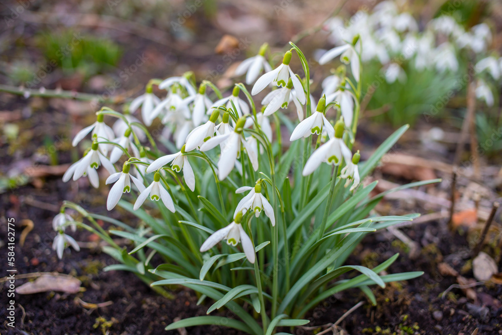 Snowdrops growing in a forest with leaves on the ground day Snowdrops growing in a forest with leaves on the ground day