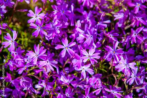 Natural background of small purple flowers
