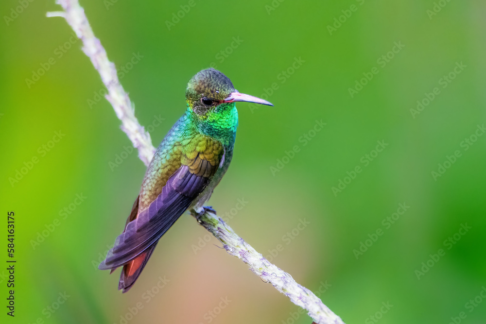 Fototapeta premium hummingbird on a branch