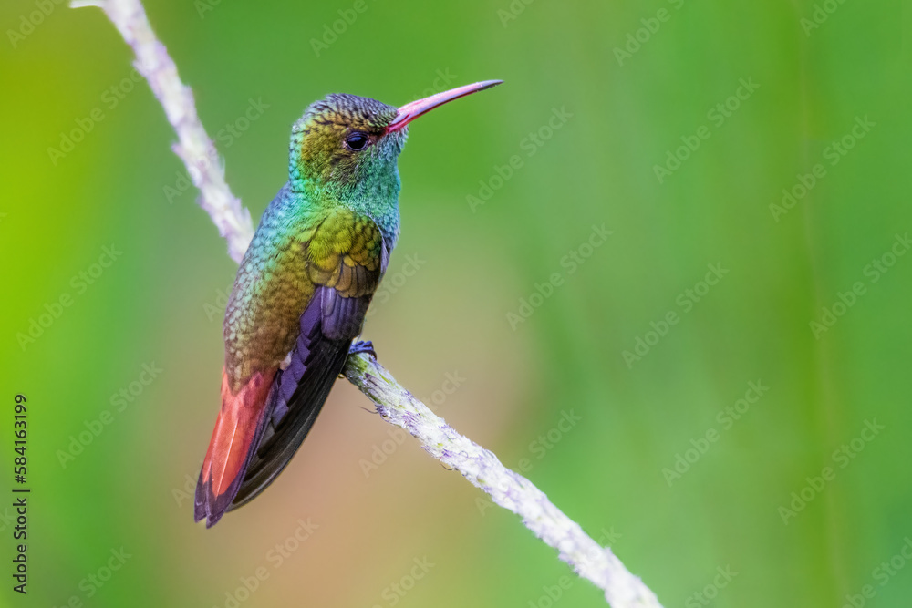 Fototapeta premium hummingbird on a branch