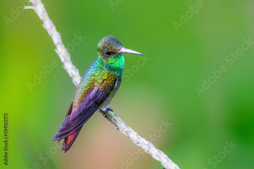 hummingbird on a branch © Sascha