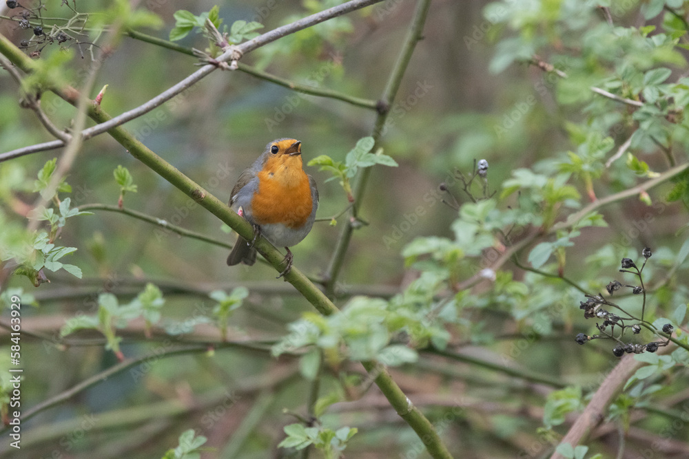 Rotkehlchen (Erithacus rubecula) Rotkehlchen (Erithacus rubecula)