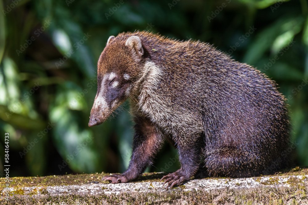white nosed coati white nosed coati