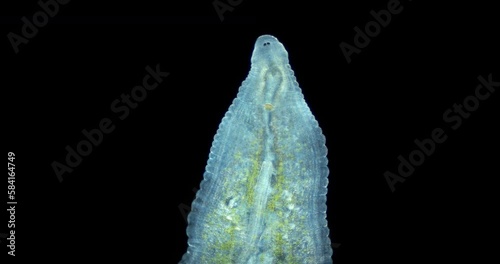 Leech family Glossiphoniidae under a microscope. Possibly species Helobdella stagnalis. The work of internal organs and one pair of eyes, dorsal plate is visible photo