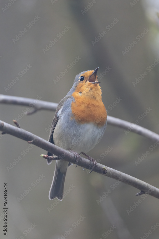 Fototapeta premium Rotkehlchen&nbsp;(Erithacus rubecula)