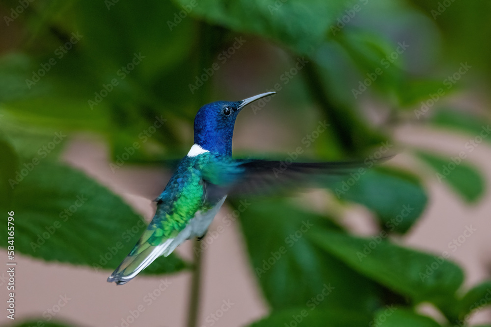 Obraz premium hummingbird in flight