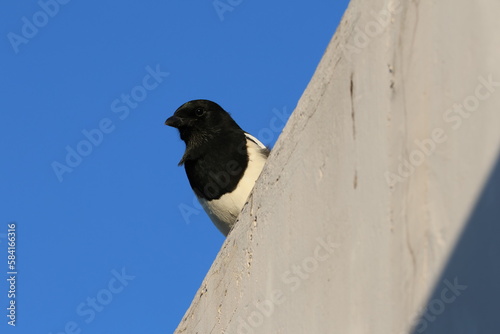 Magpie