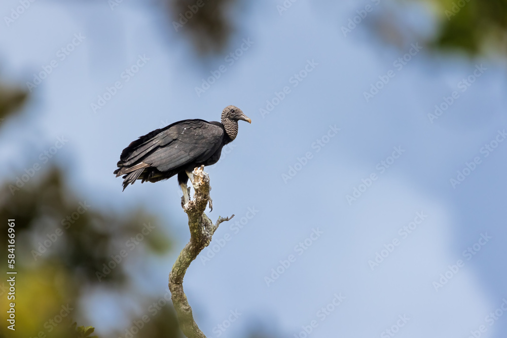 Obraz premium black vulture