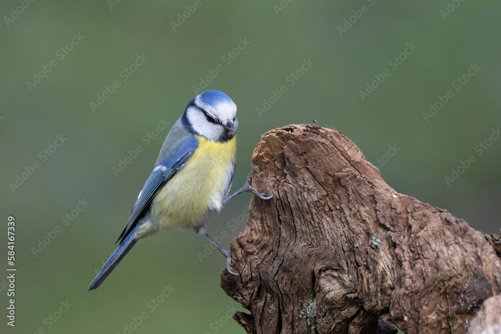 Obraz premium Blaumeise&nbsp;(Cyanistes caeruleu)
