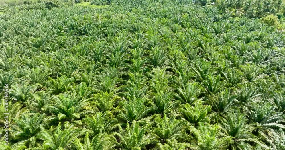 Palm oil plantation.The Palm Oil Estates and farm view from above. Borneo, Malaysia. Palm oil plantation.The Palm Oil Estates and farm view from above. Borneo, Malaysia.
