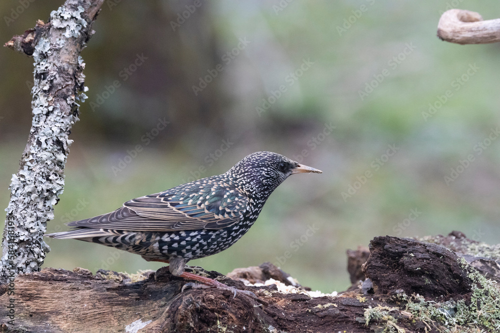 Star (Sturnus vulgaris) Star (Sturnus vulgaris)