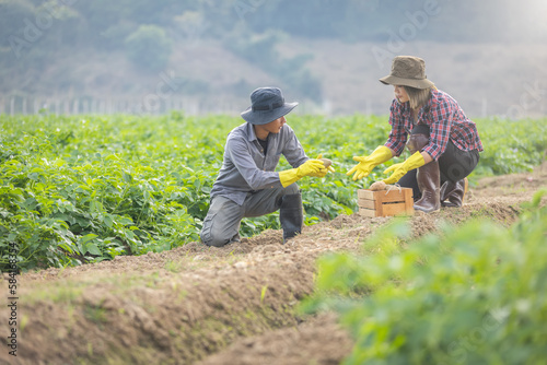 Two agronomists examining potato growth. Analyzing and recording data on laptop. Healthy food products. Agro-industrial sector structure study.