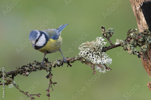 Blaumeise (Cyanistes caeruleu) photo