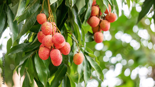 Red Lychee fruit hanging on a tree in an orchard.