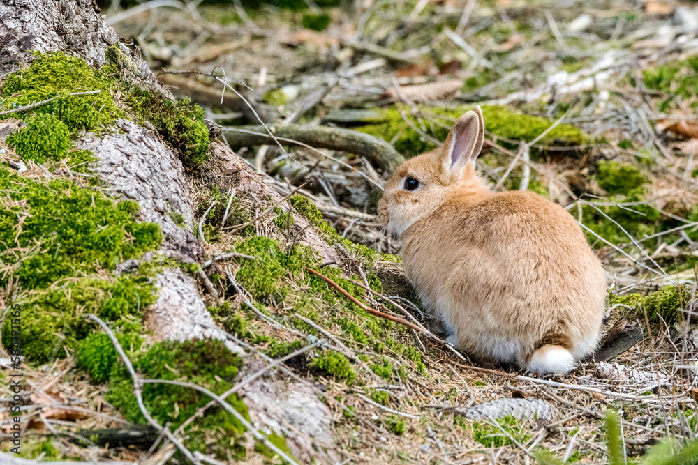 Fototapeta premium Kaninchen