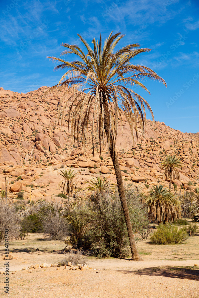 Palm tree and mountain in Morocco- tafraoute Palm tree and mountain in Morocco- tafraoute