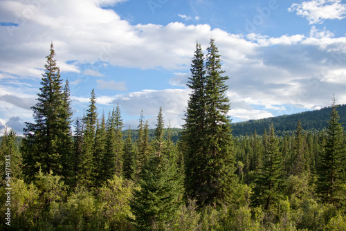 Coniferous forest in Altai mountains, Russia