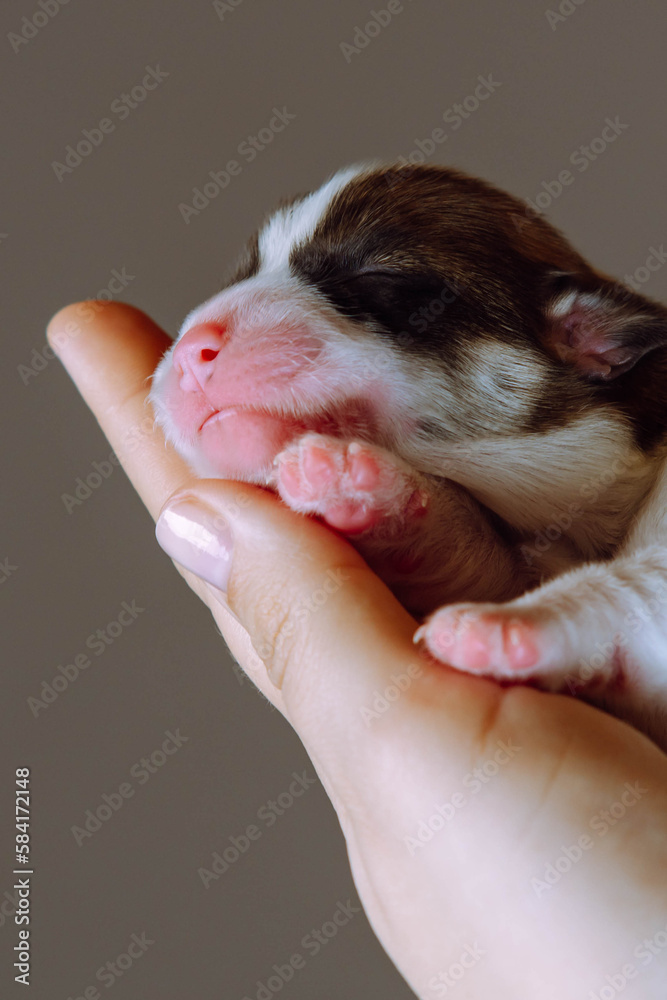 Close-up of wonderful two-month-old puppy of dog pembroke welsh corgi relaxing on hand of unrecognizable woman on brown background. Pet love, care, dog breeding, veterinary clinic. Studio. Vertical. Close-up of wonderful two-month-old puppy of dog pembroke welsh corgi relaxing on hand of unrecognizable woman on brown background. Pet love, care, dog breeding, veterinary clinic. Studio. Vertical.